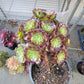 Imported anna aeonium succulent