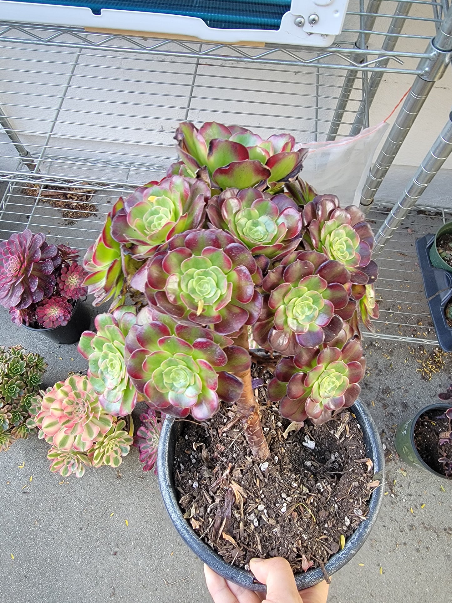 Imported anna aeonium succulent