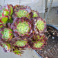 Imported anna aeonium succulent