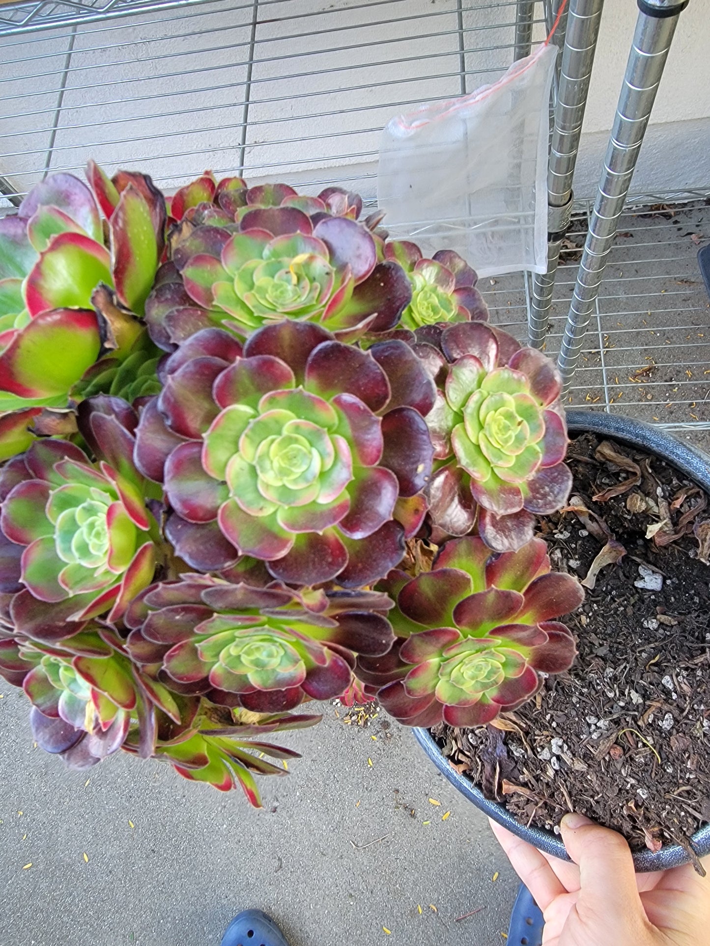 Imported anna aeonium succulent