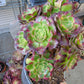 Imported anna aeonium succulent