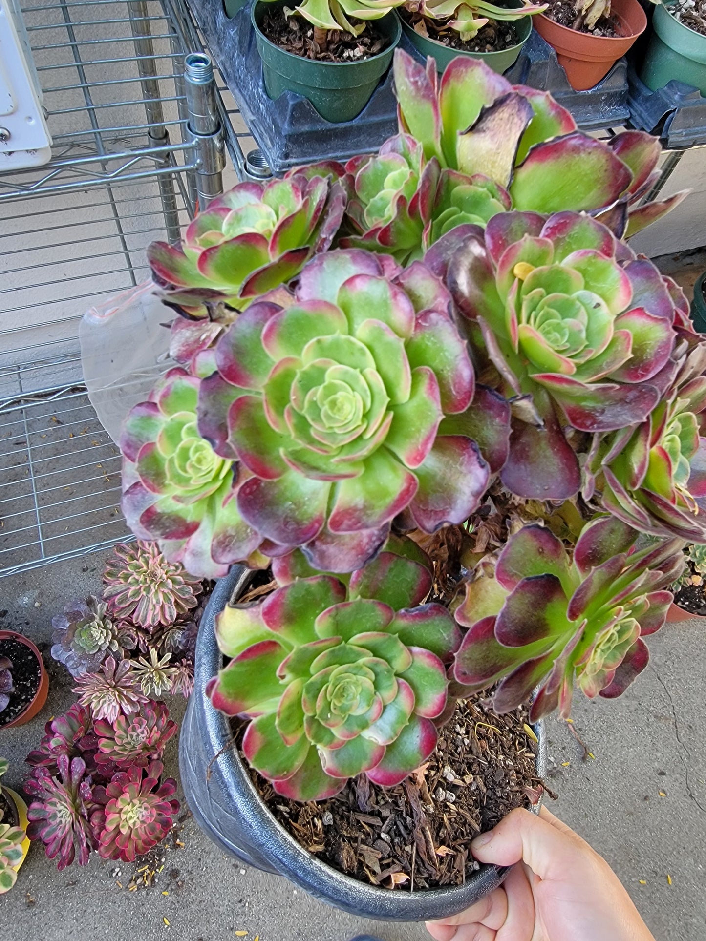 Imported anna aeonium succulent