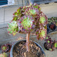 Imported anna aeonium succulent