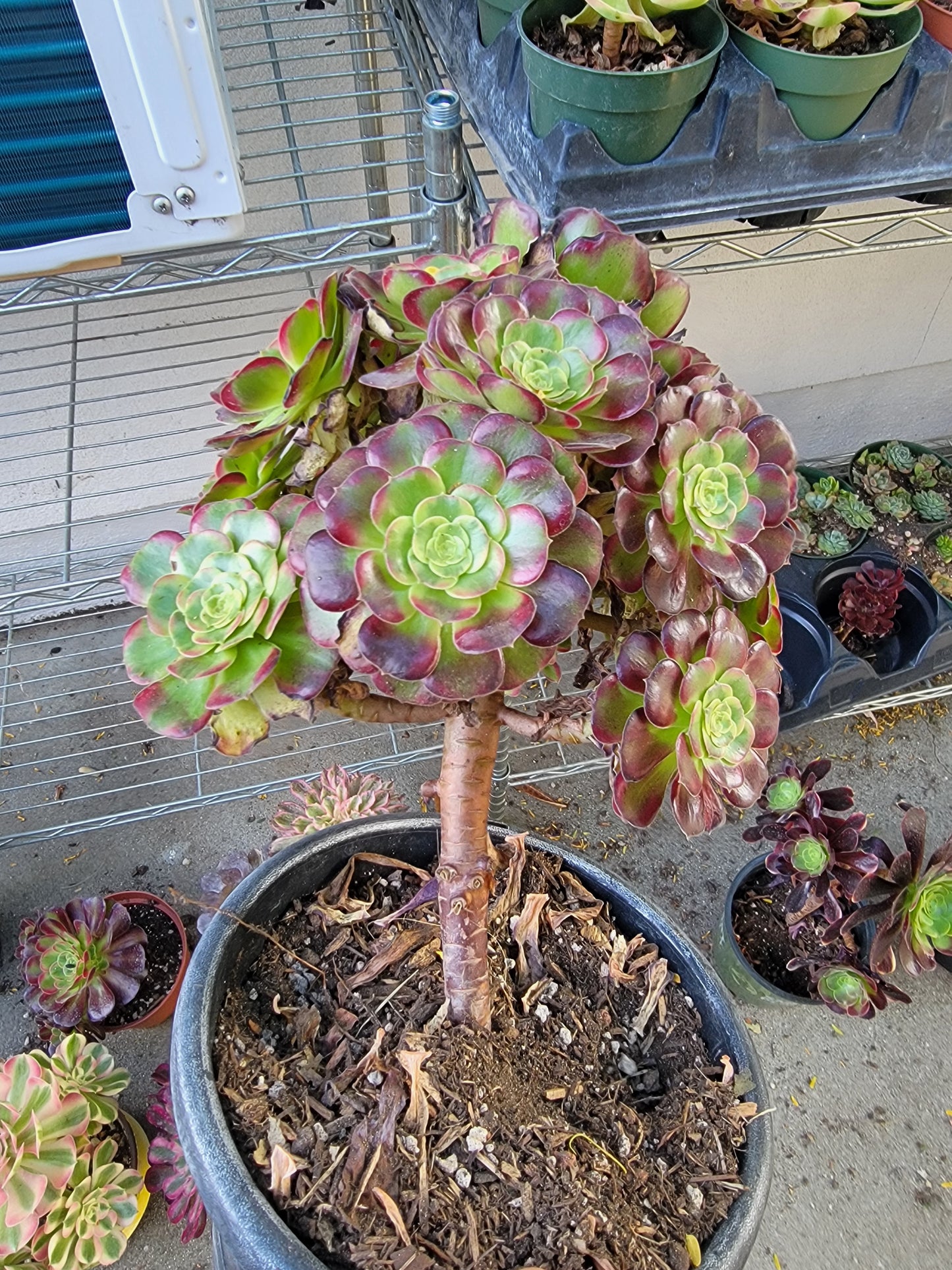 Imported anna aeonium succulent