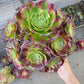 Imported anna aeonium succulent