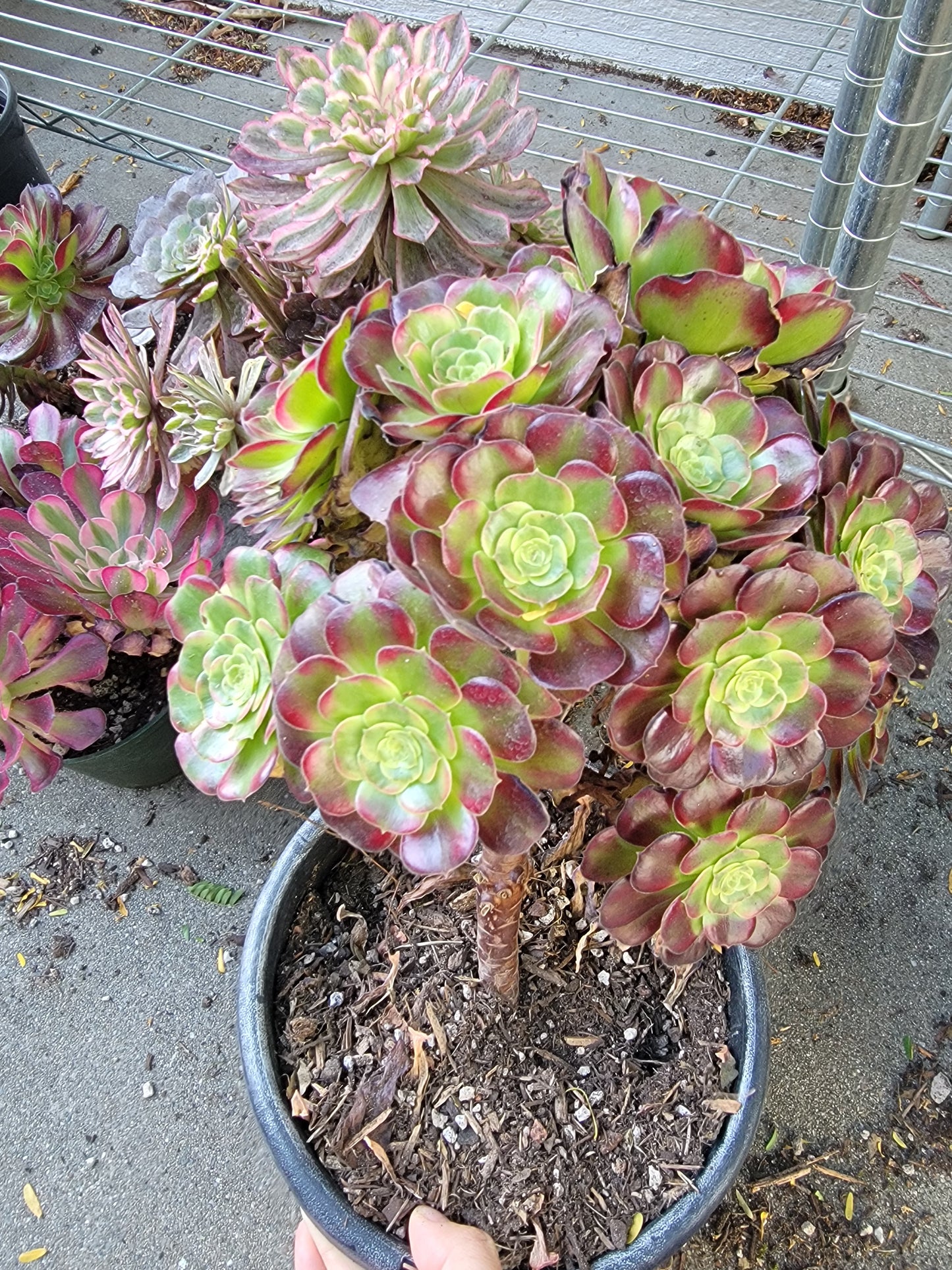 Imported anna aeonium succulent