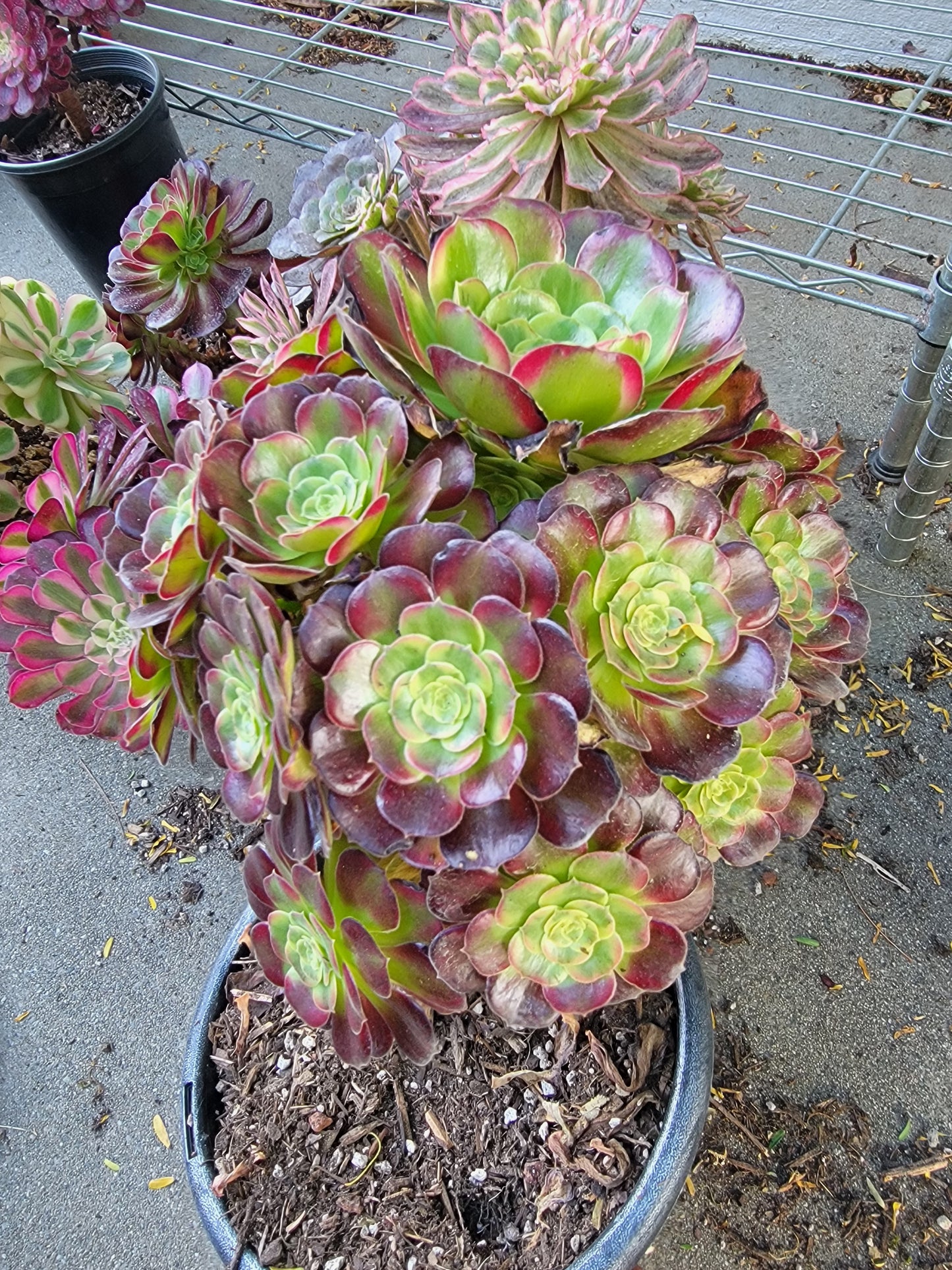 Imported anna aeonium succulent