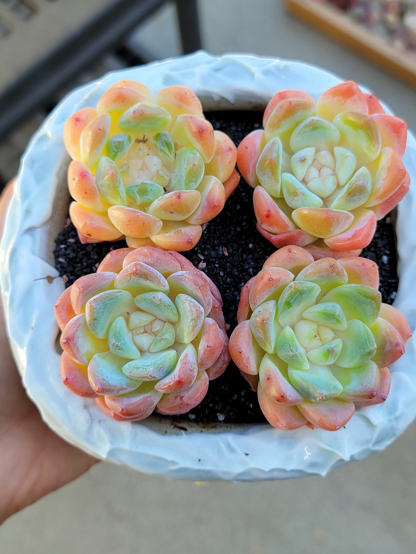 Imported Jello succulent