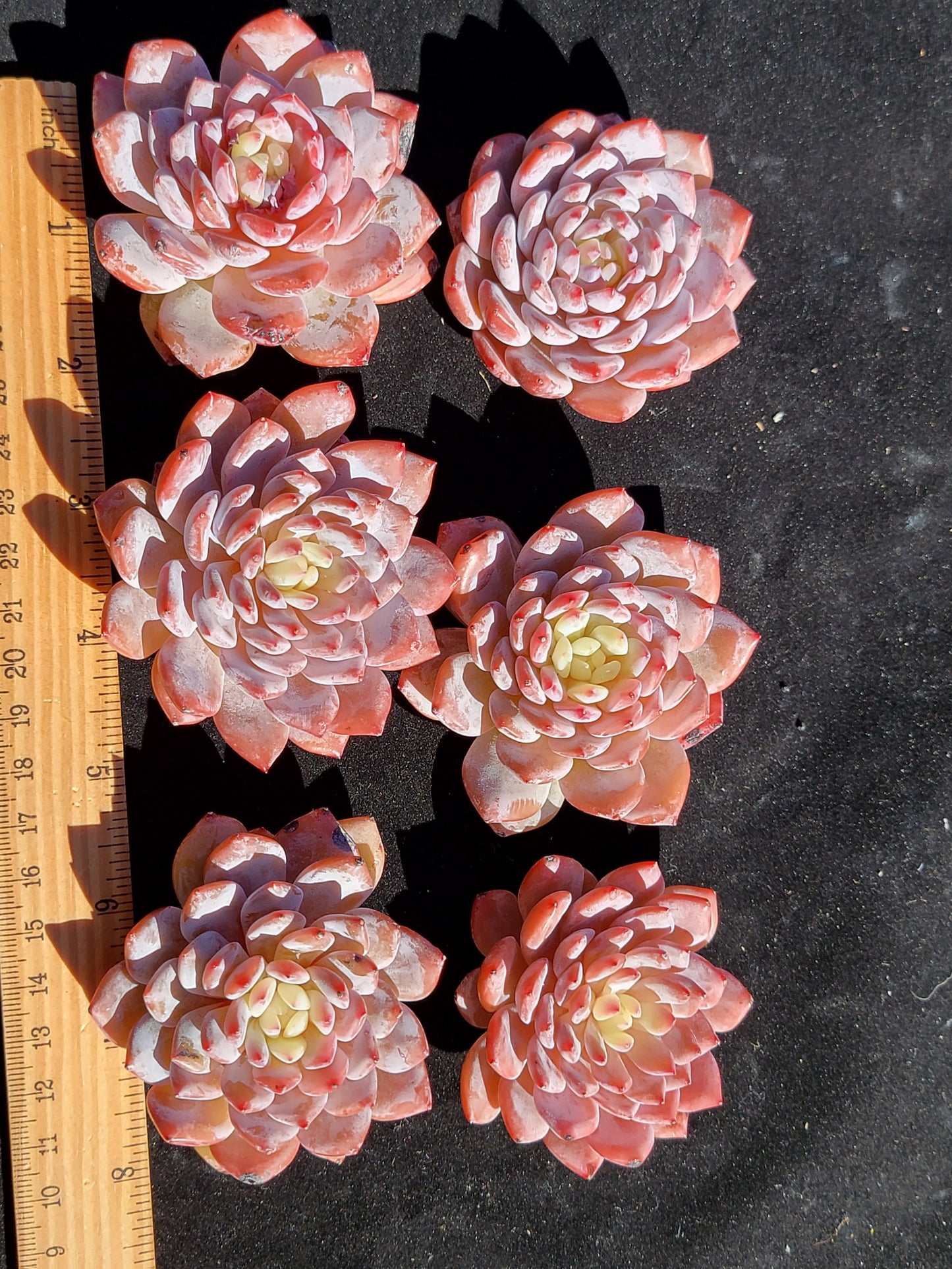 Imported star orange succulent