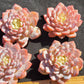 Imported star orange succulent