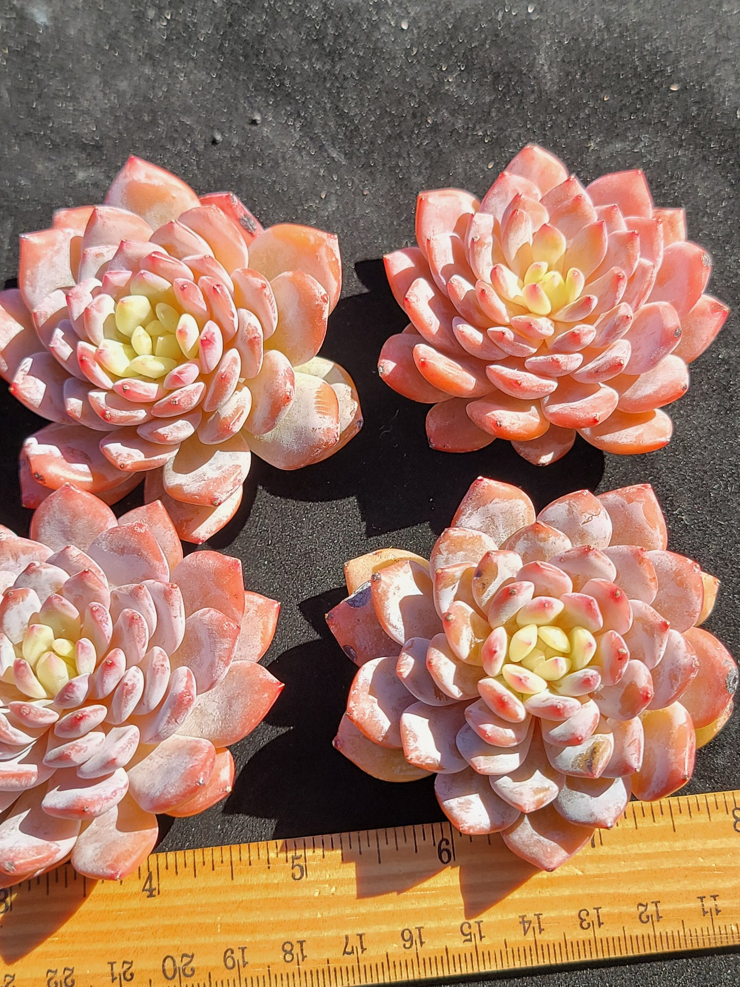 Imported star orange succulent