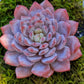 Imported star orange succulent