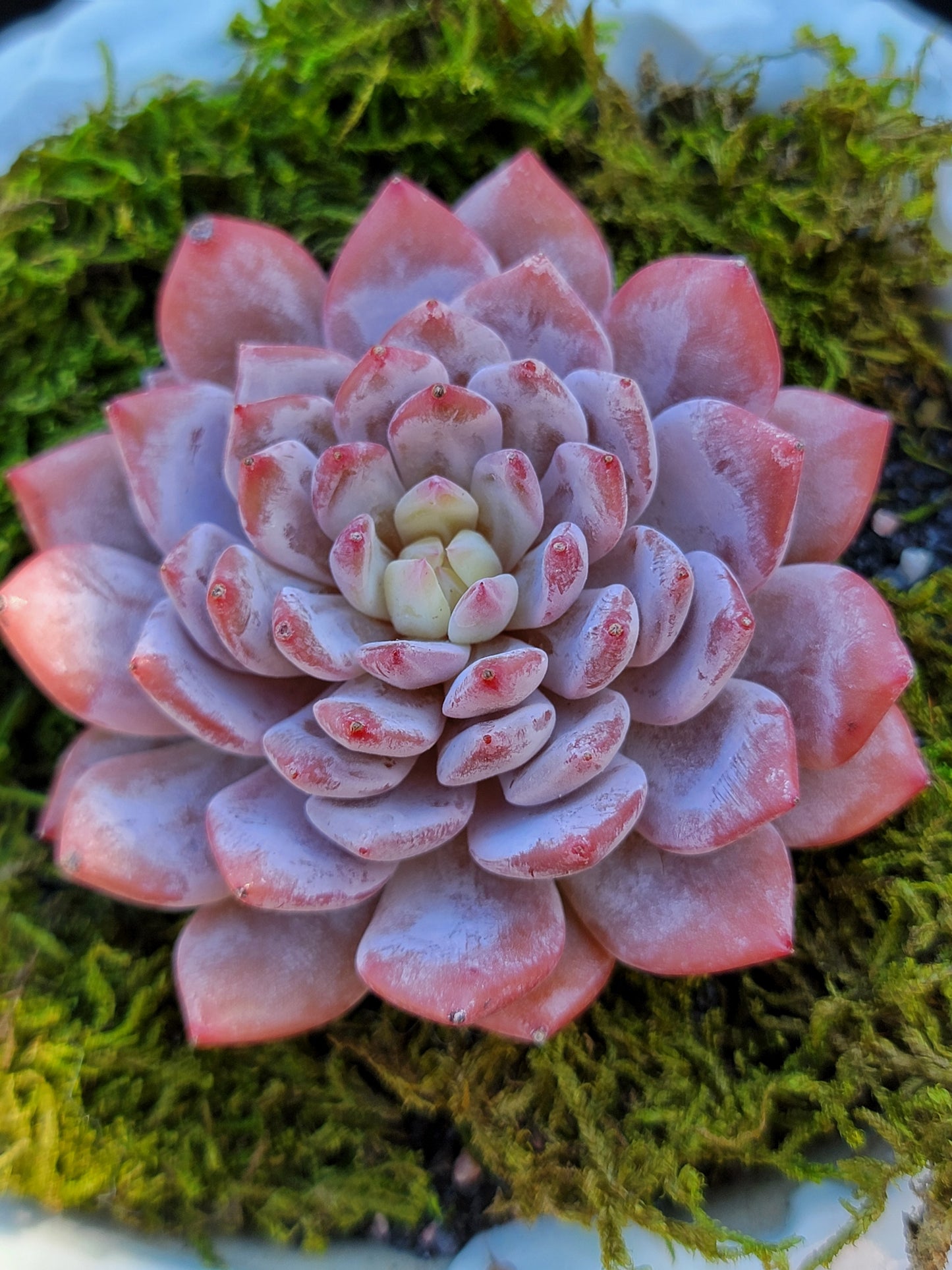 Imported star orange succulent