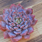 Imported star orange succulent