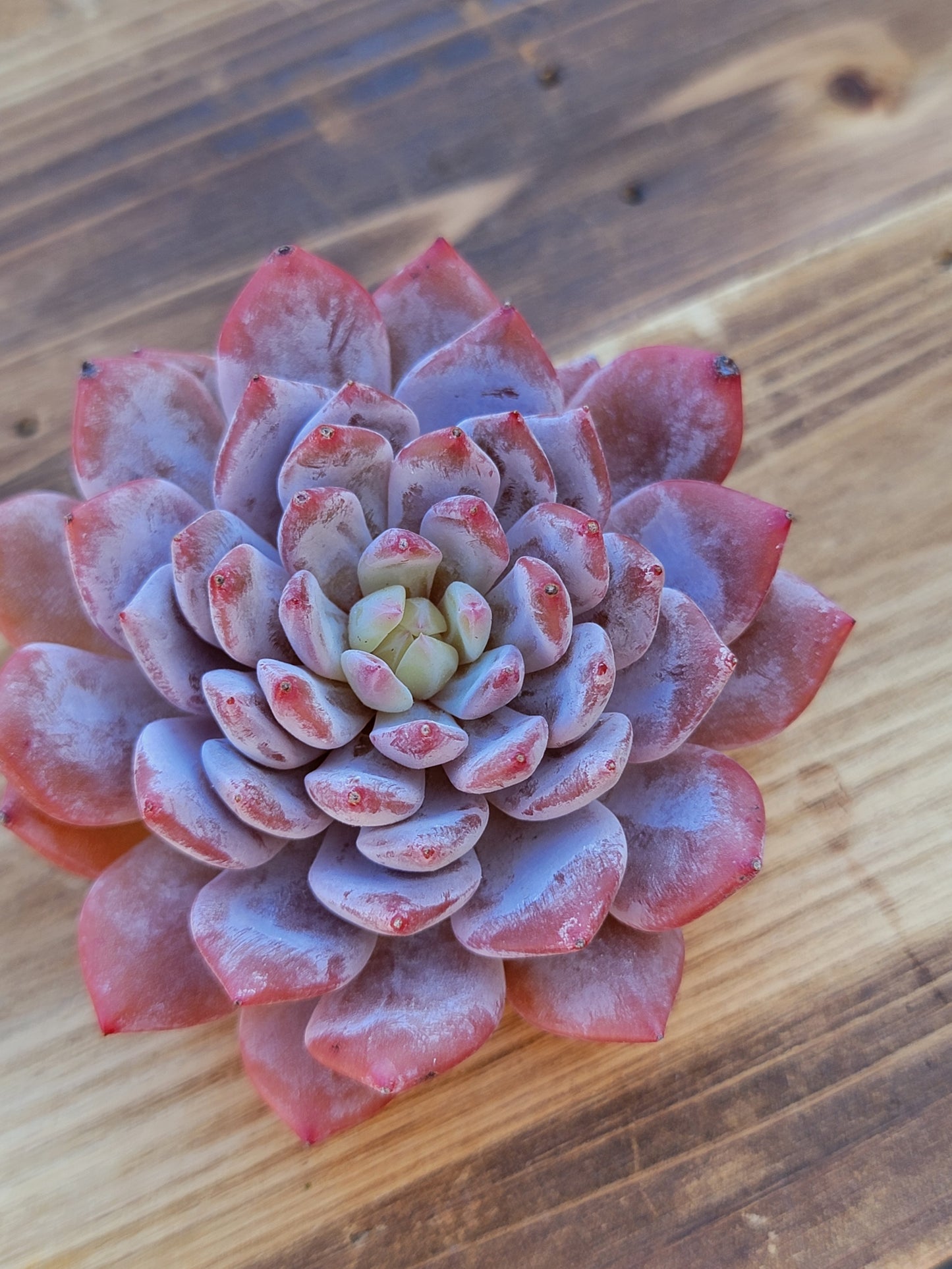 Imported star orange succulent