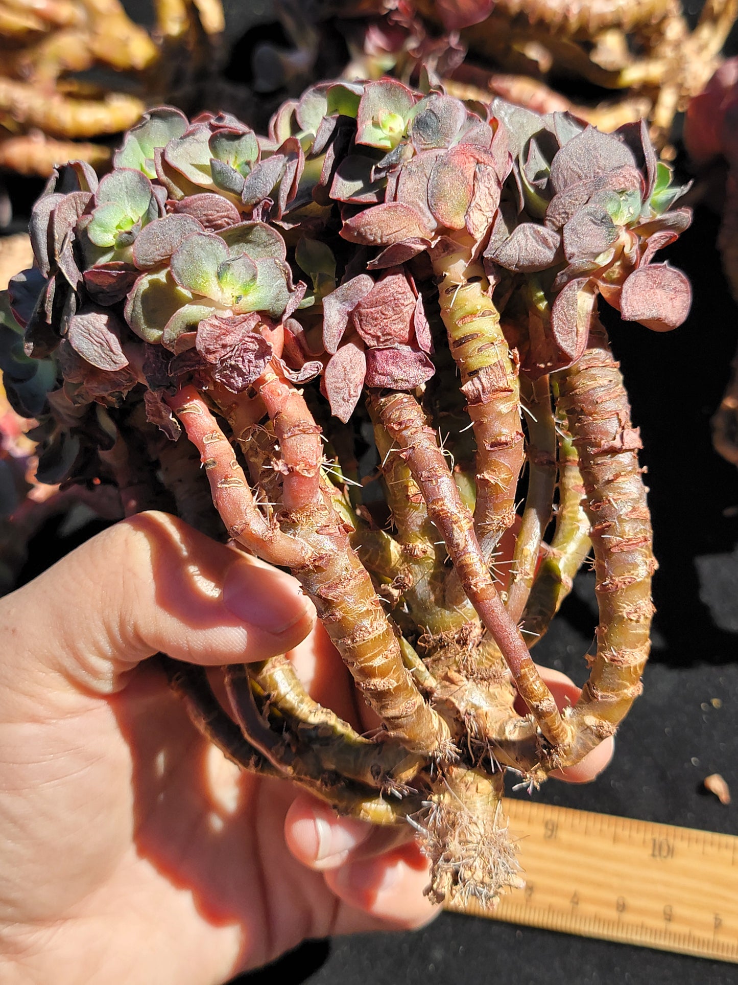 Imported old stem suyon succulent