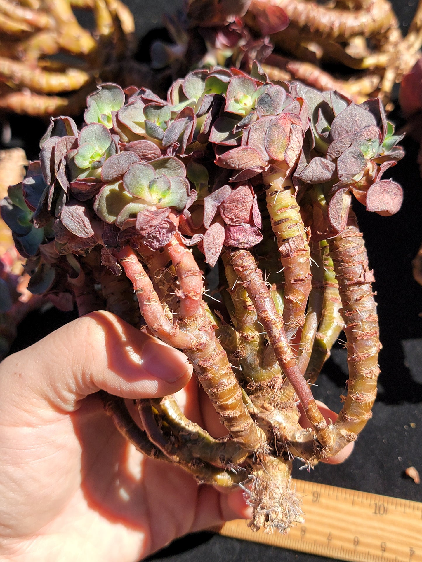 Imported old stem suyon succulent