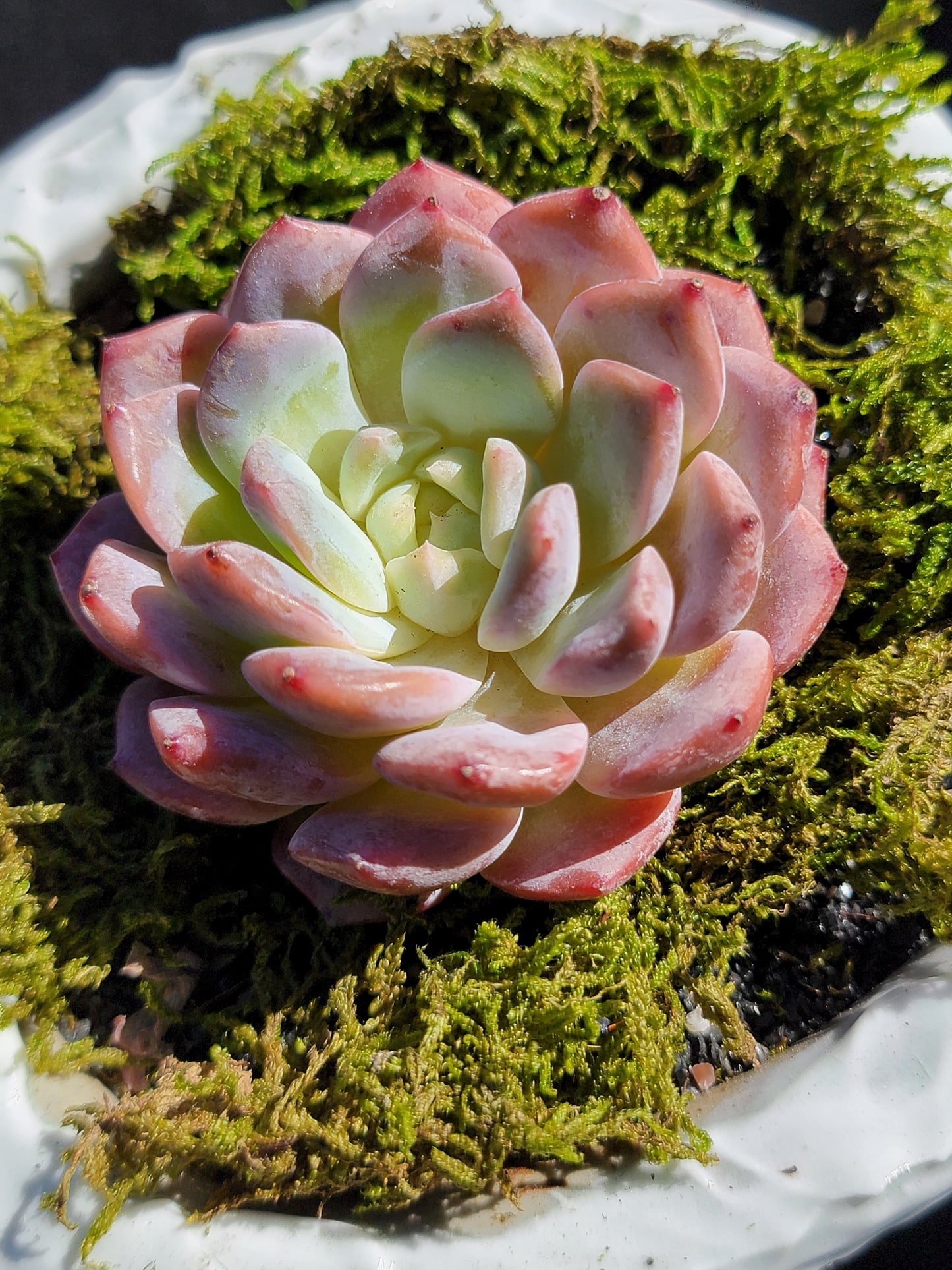 Imported Hua rong ( flower ) succulent