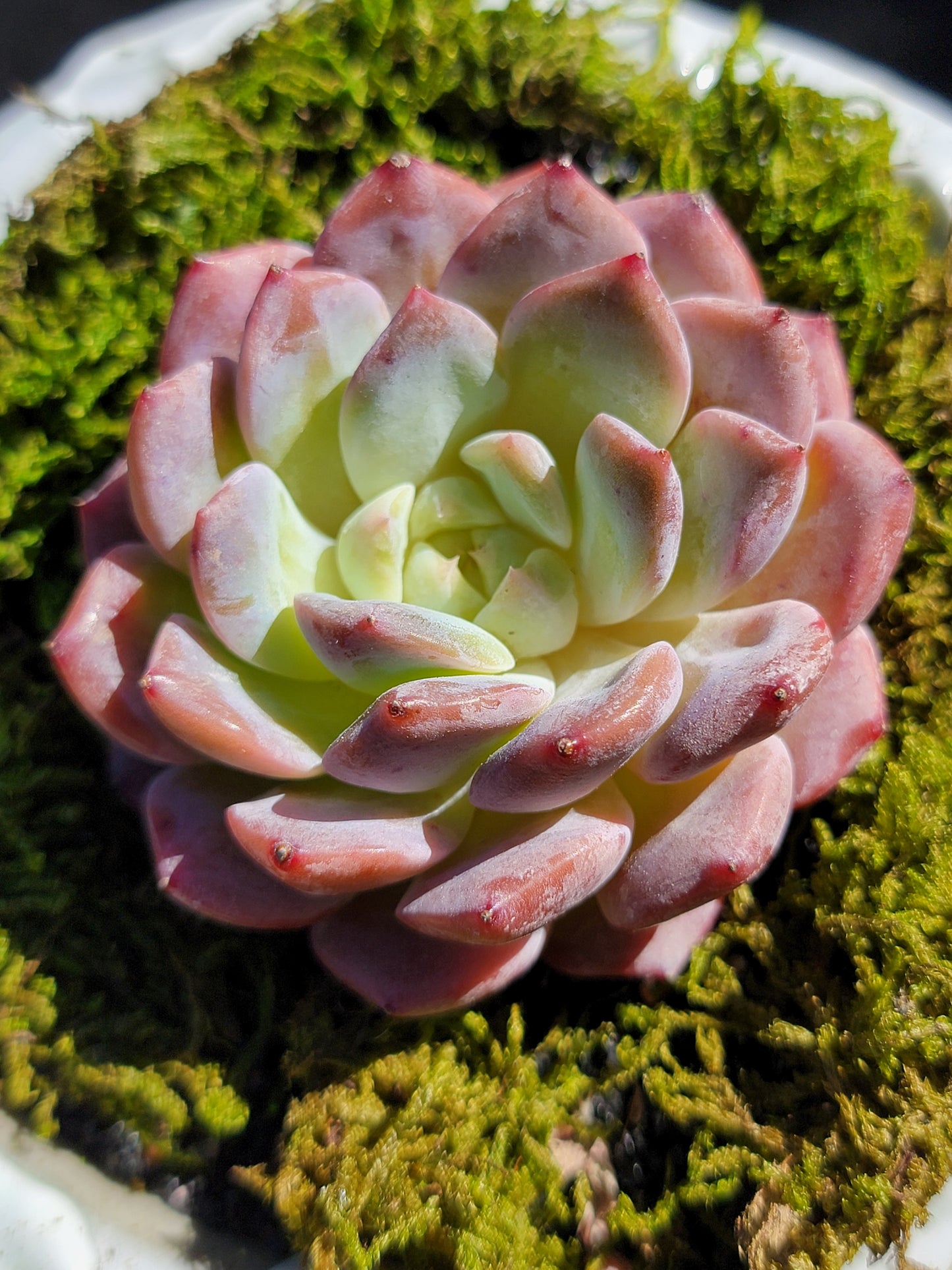 Imported Hua rong ( flower ) succulent