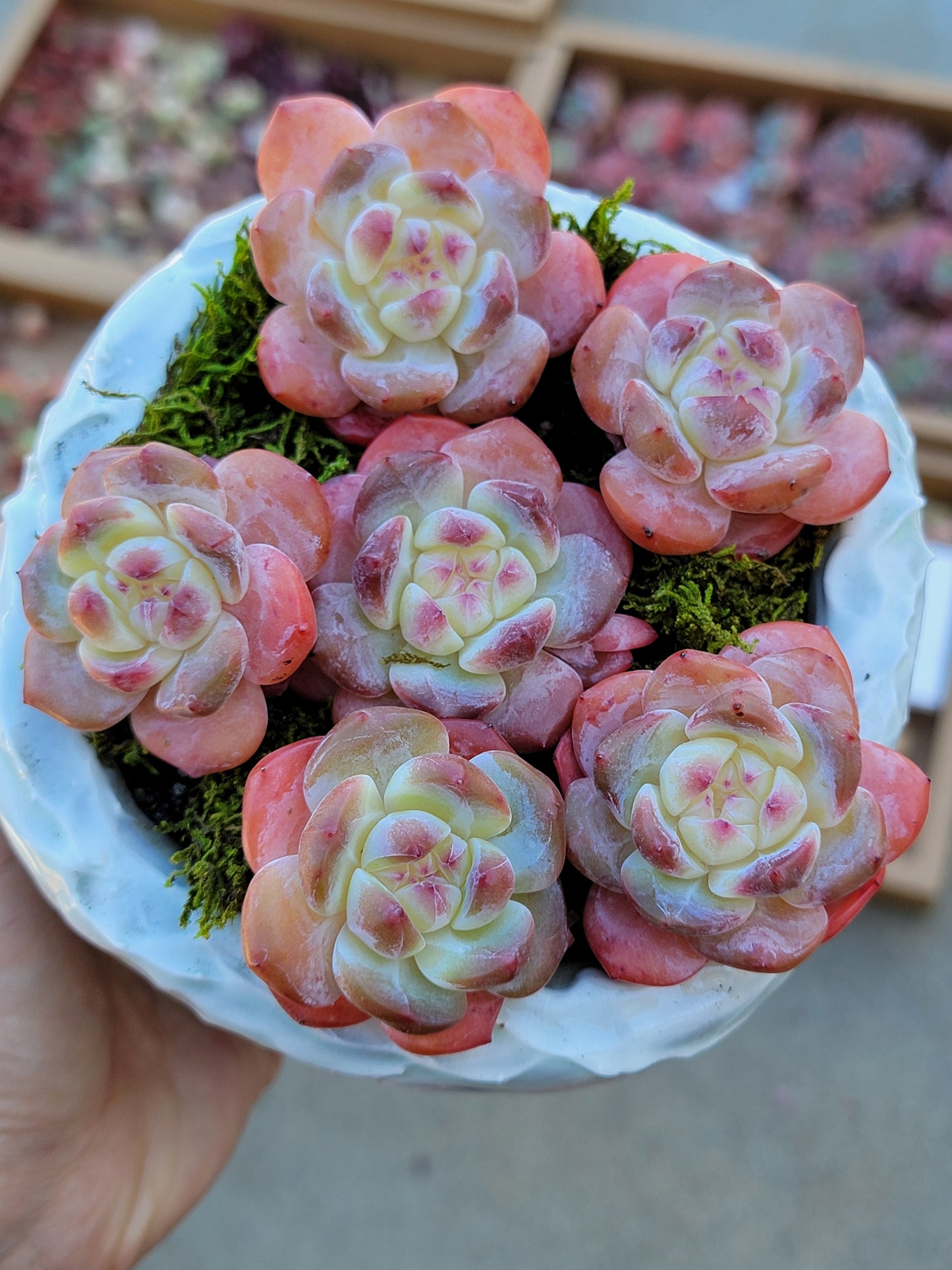 Imported Potosina succulent