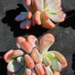 Imported pink bunny succulent