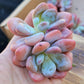 Imported pink bunny succulent