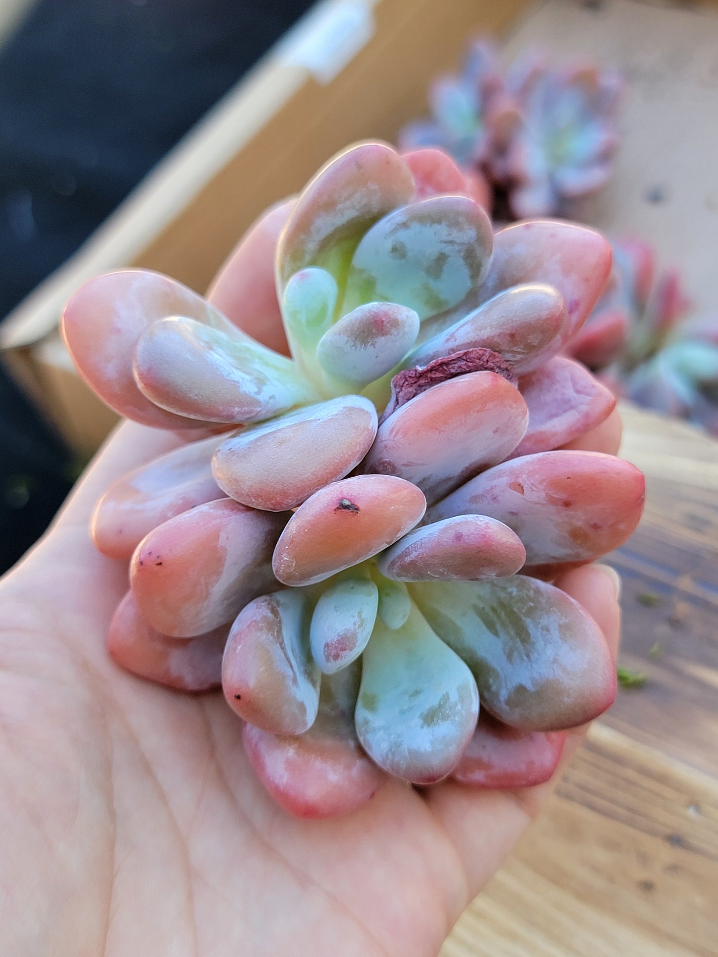 Imported pink bunny succulent