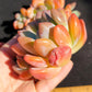 Imported Ophelia succulent