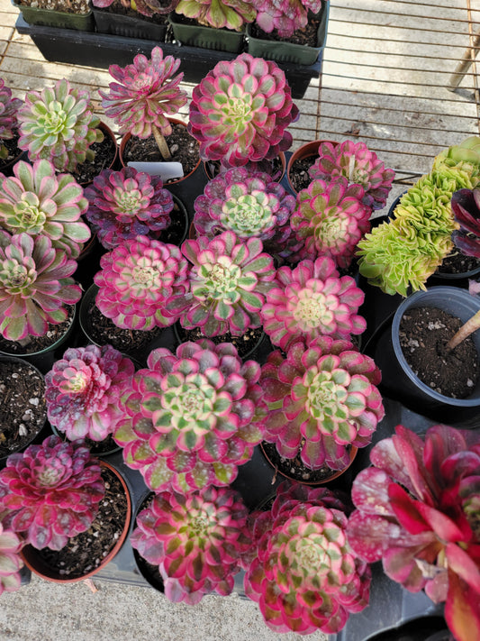 Imported Garnet aeonium