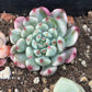 Imported Blue apple variegated succulent