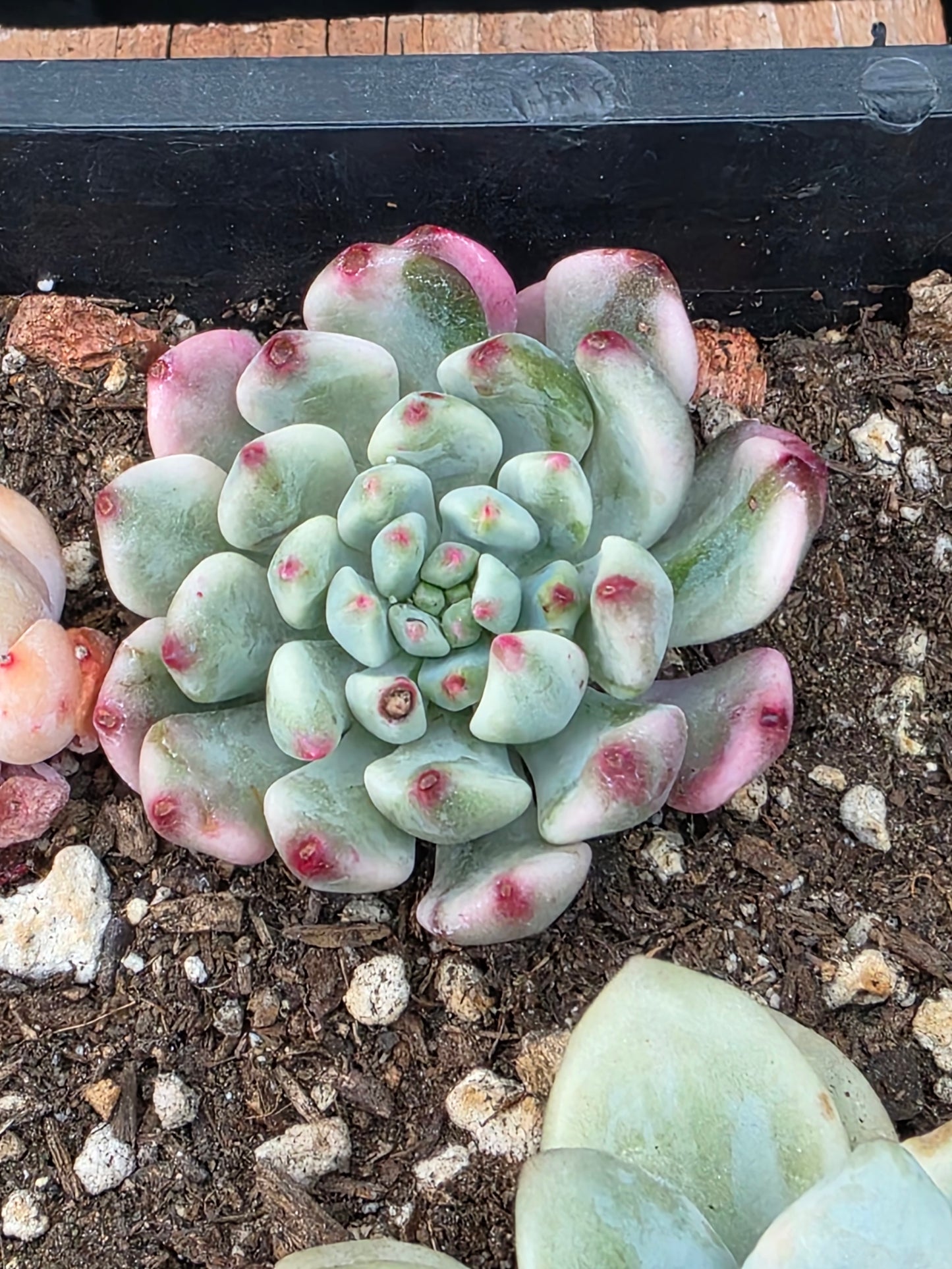 Imported Blue apple variegated succulent