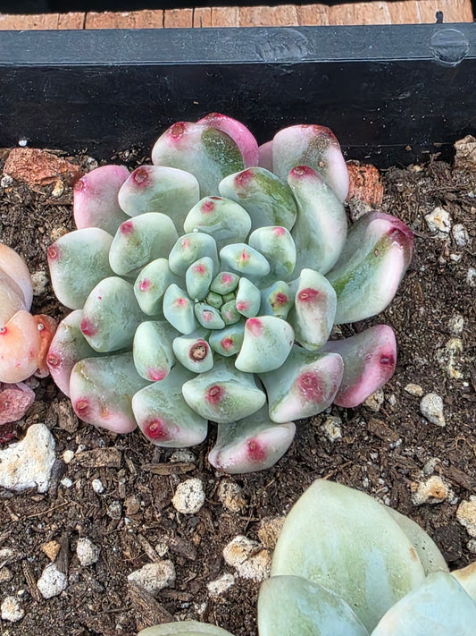 Imported Blue apple variegated succulent