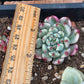 Imported Blue apple variegated succulent