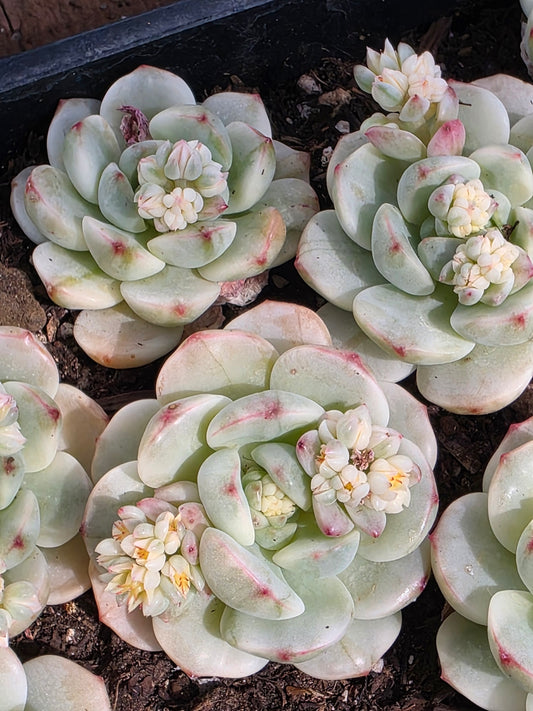 Imported pudge variegated