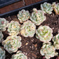 Imported pudge variegated