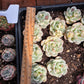 Imported pudge variegated