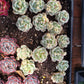 Imported pudge variegated