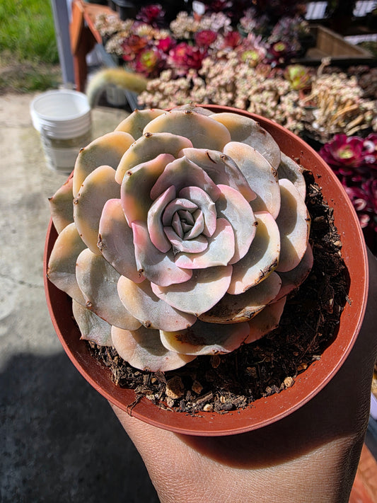 Imported anna variegated succulent