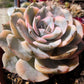 Imported anna variegated succulent