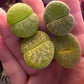 Imported green lithops 1 pcs