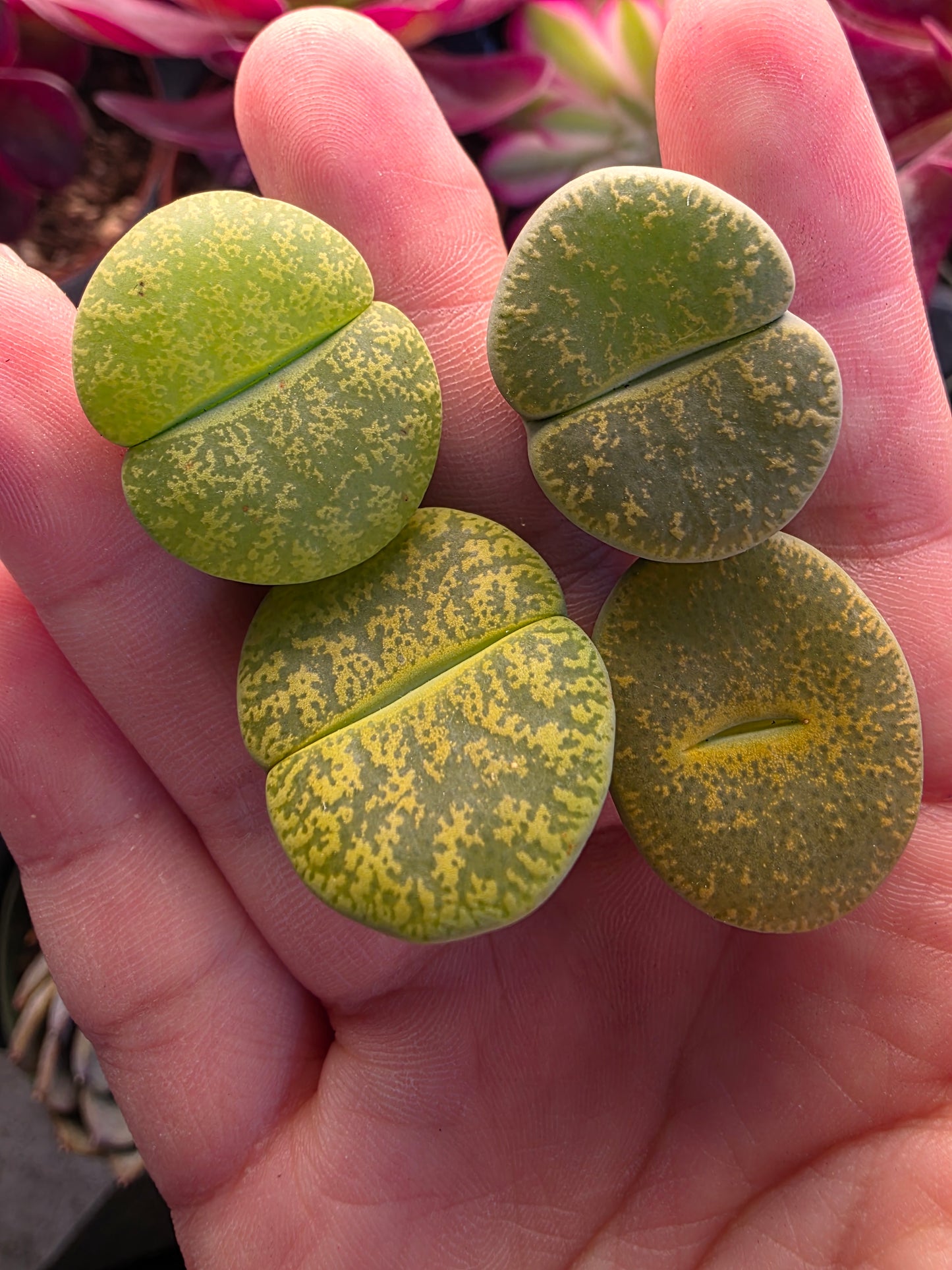 Imported green lithops 1 pcs