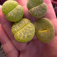 Imported green lithops 1 pcs