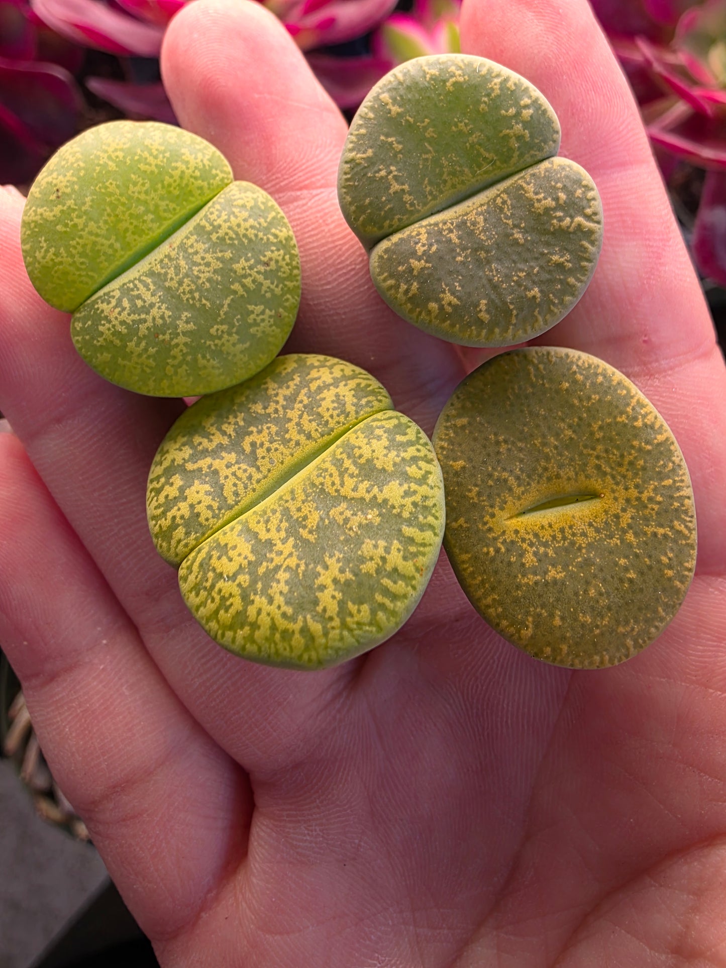 Imported green lithops 1 pcs