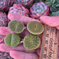 Imported green lithops 1 pcs