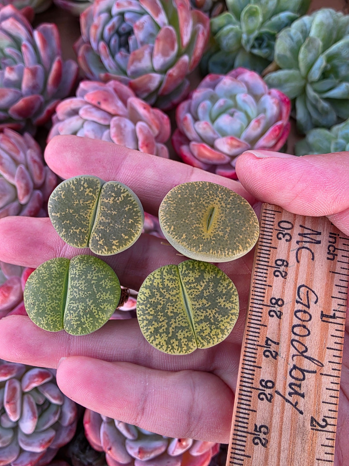 Imported green lithops 1 pcs