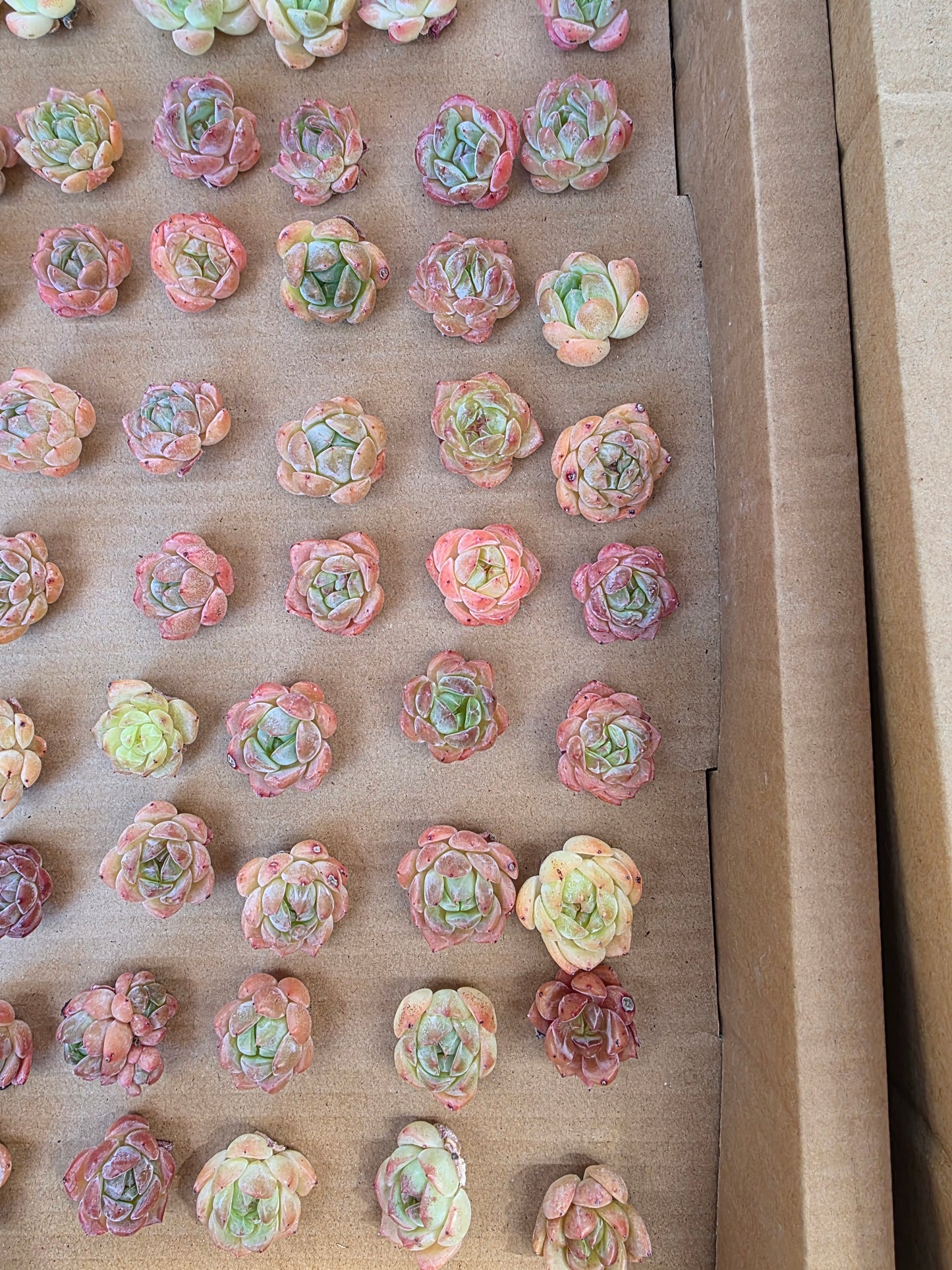 Imported queen baby 5 pcs