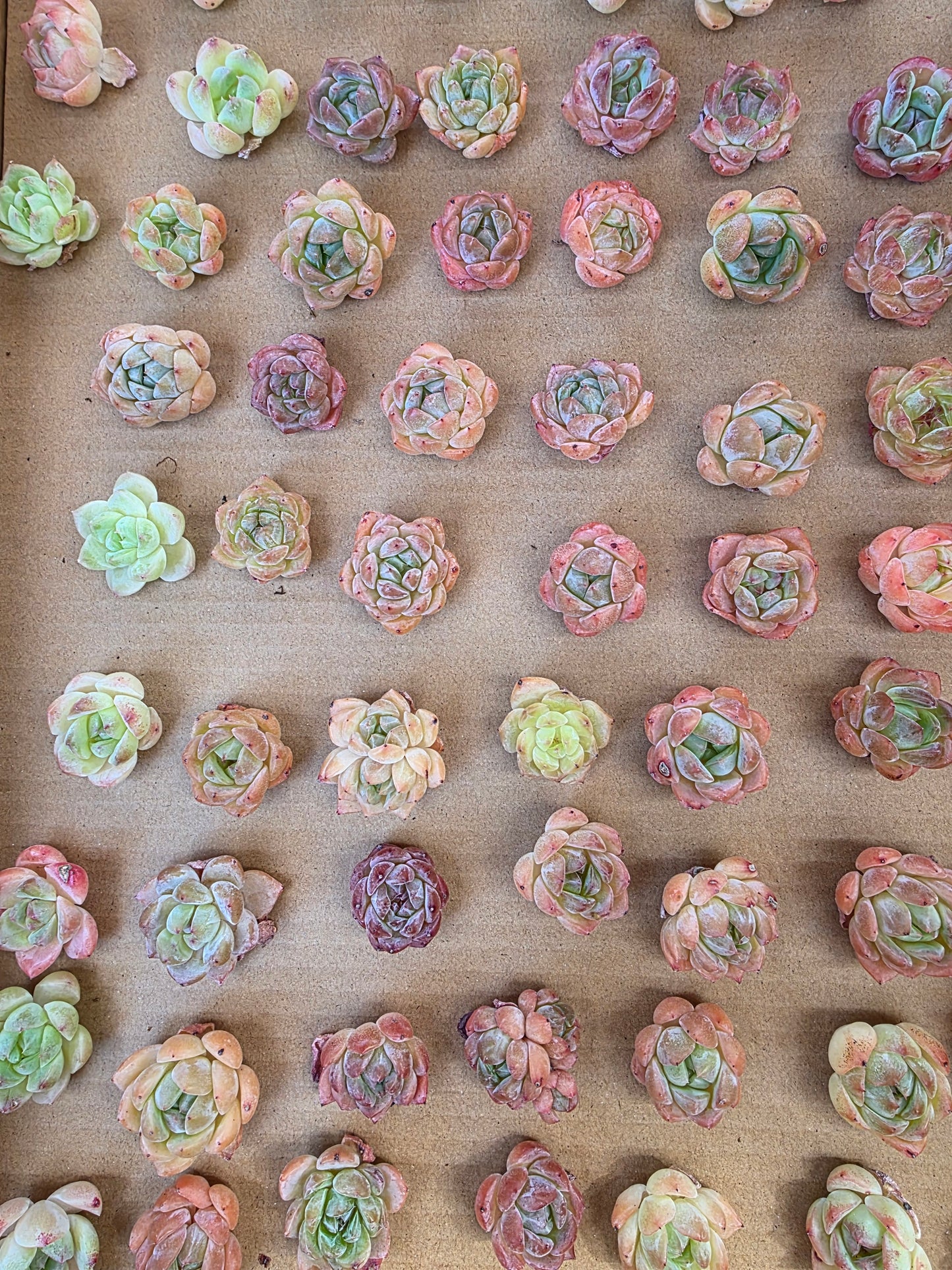 Imported queen baby 5 pcs