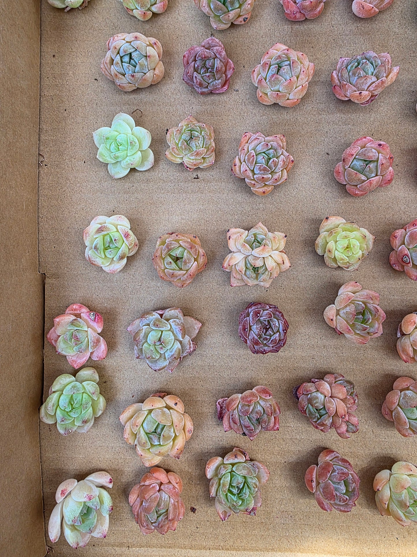 Imported queen baby 5 pcs