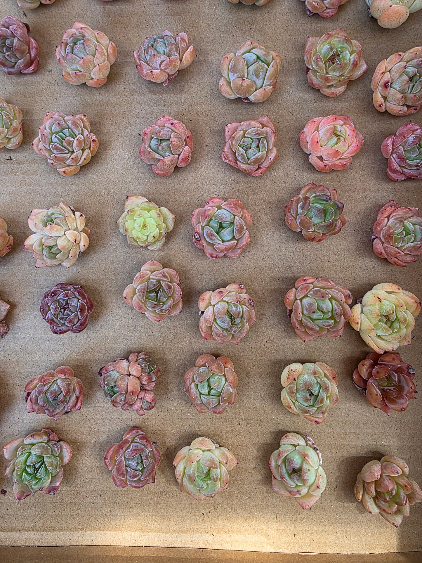 Imported queen baby 5 pcs