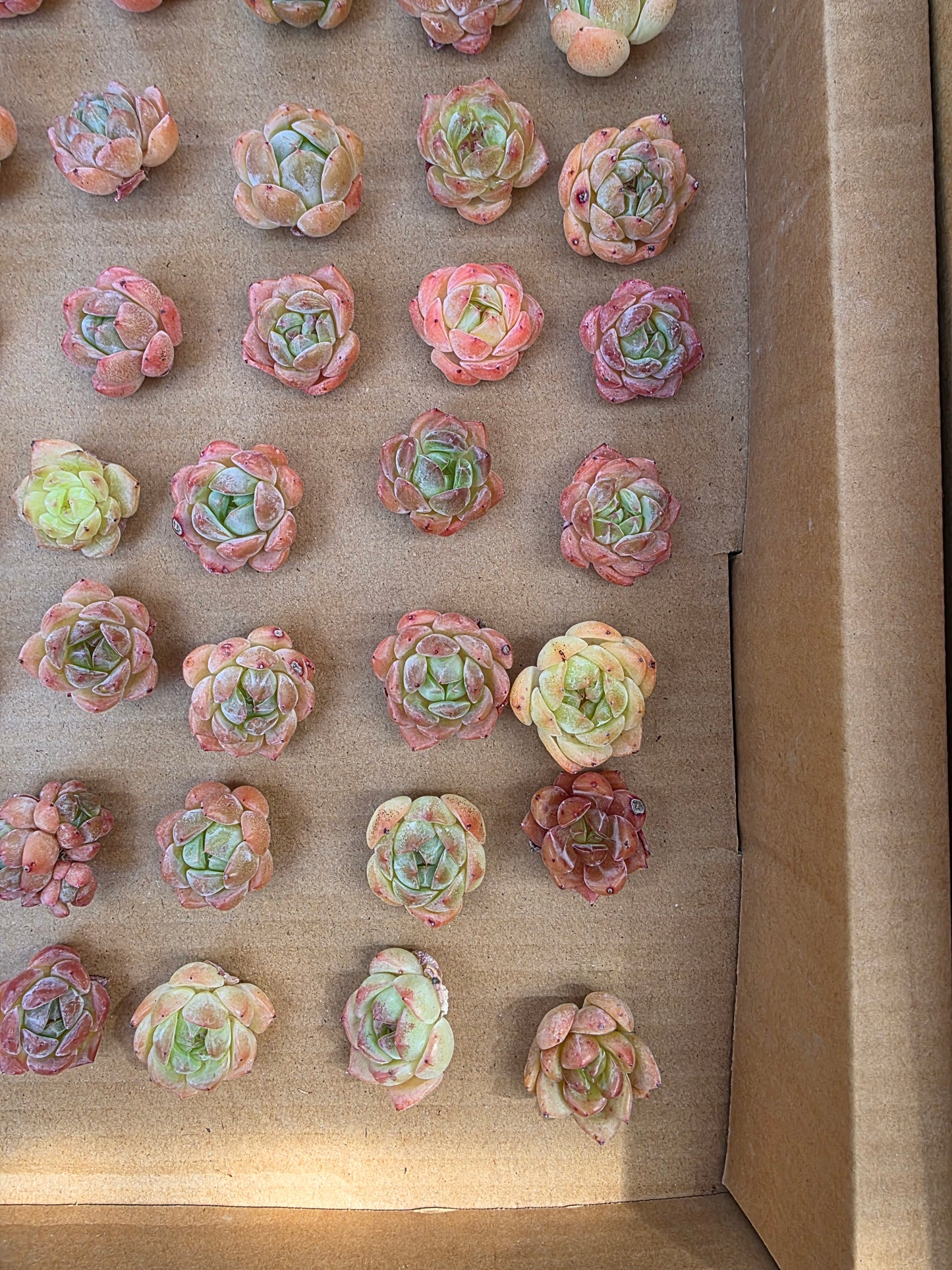 Imported queen baby 5 pcs